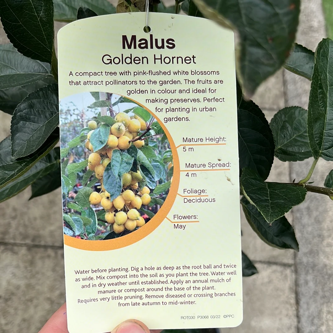 MALUS GOLDEN HORNET - Image 4