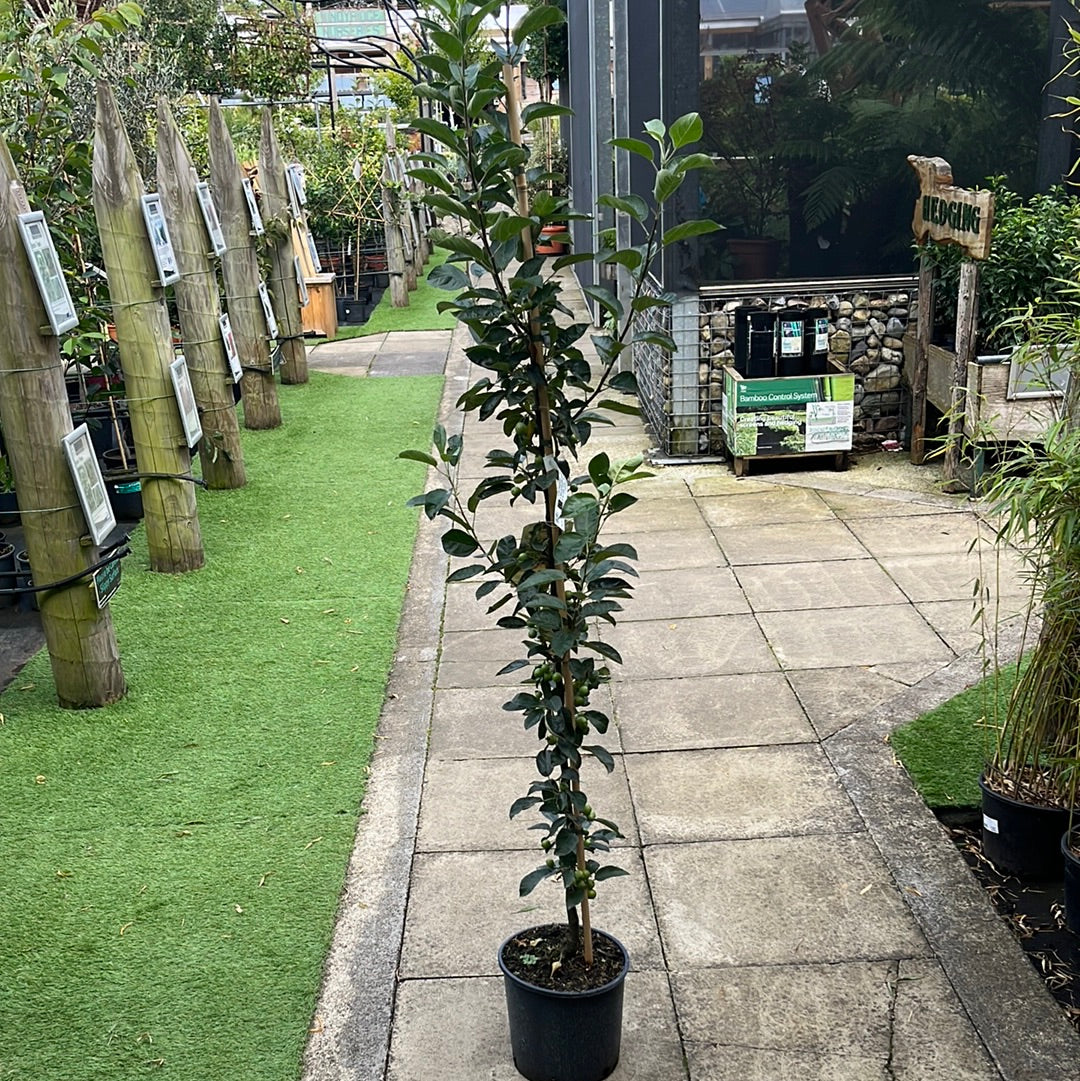 MALUS GOLDEN HORNET - Image 5