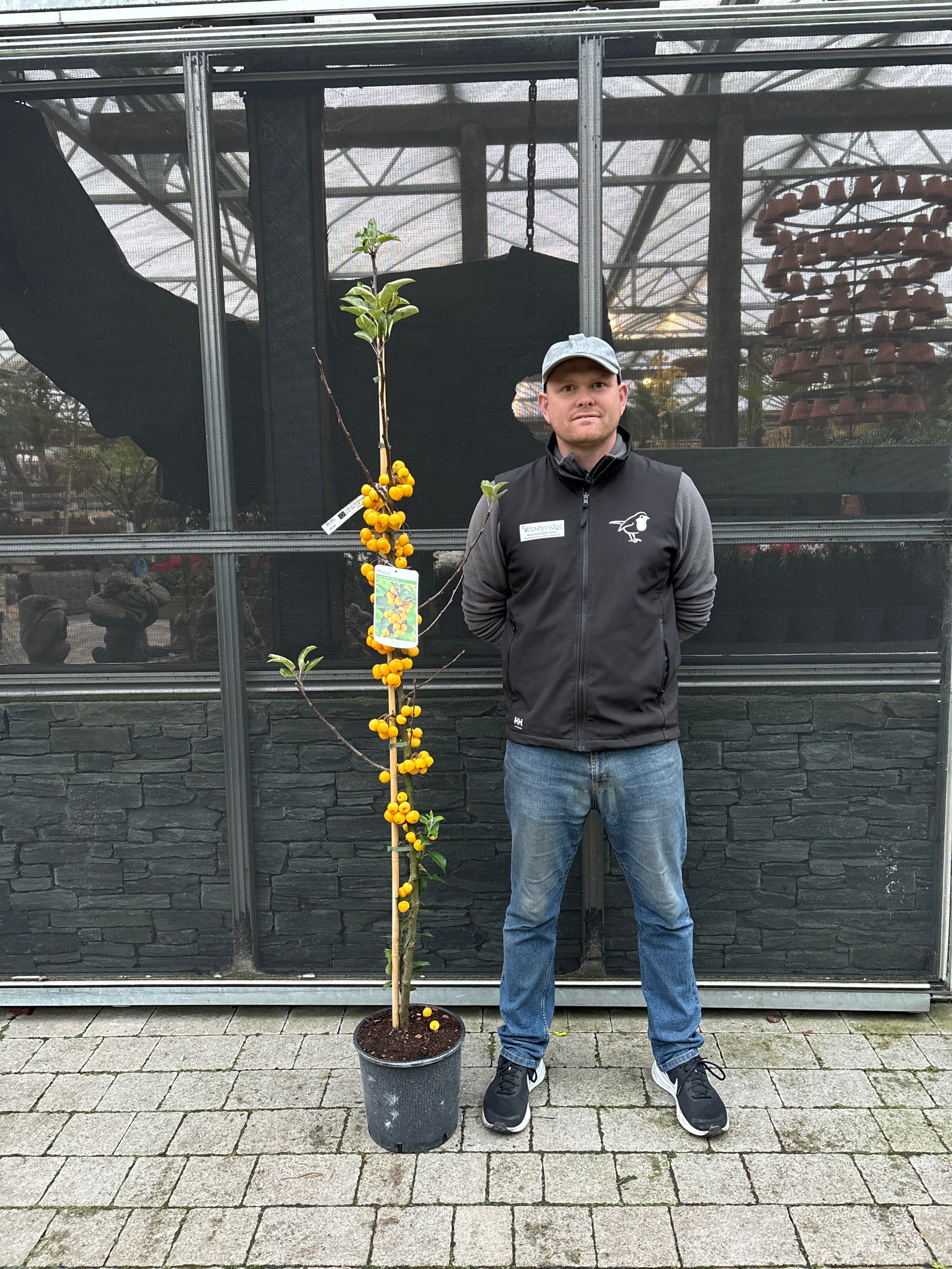 MALUS GOLDEN HORNET - Image 6