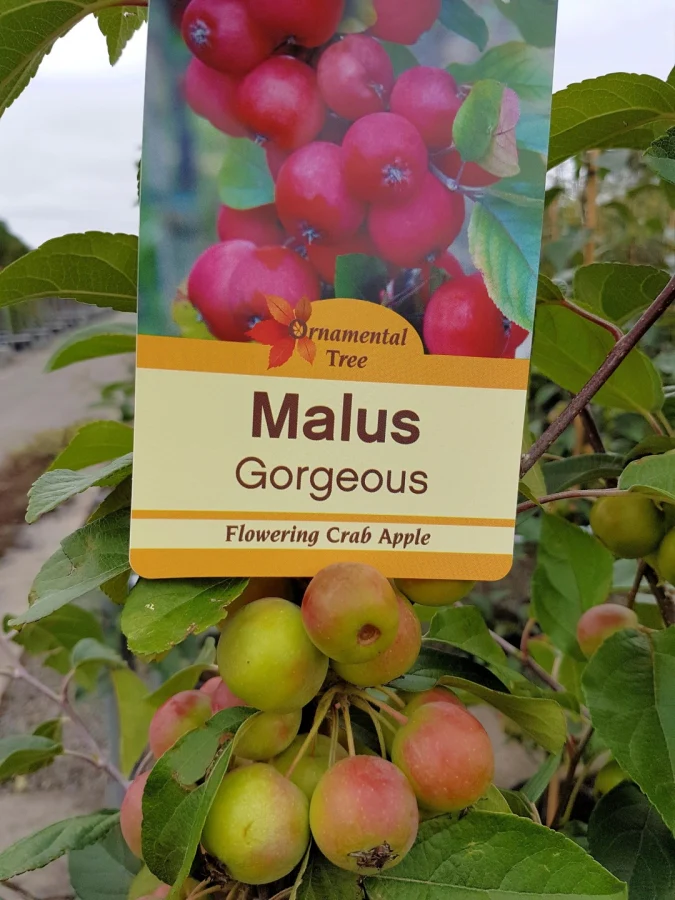 MALUS GORGEOUS - Image 4