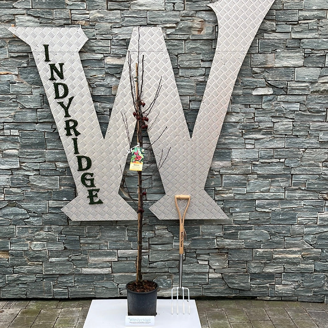 Malus Obelisk - Image 2
