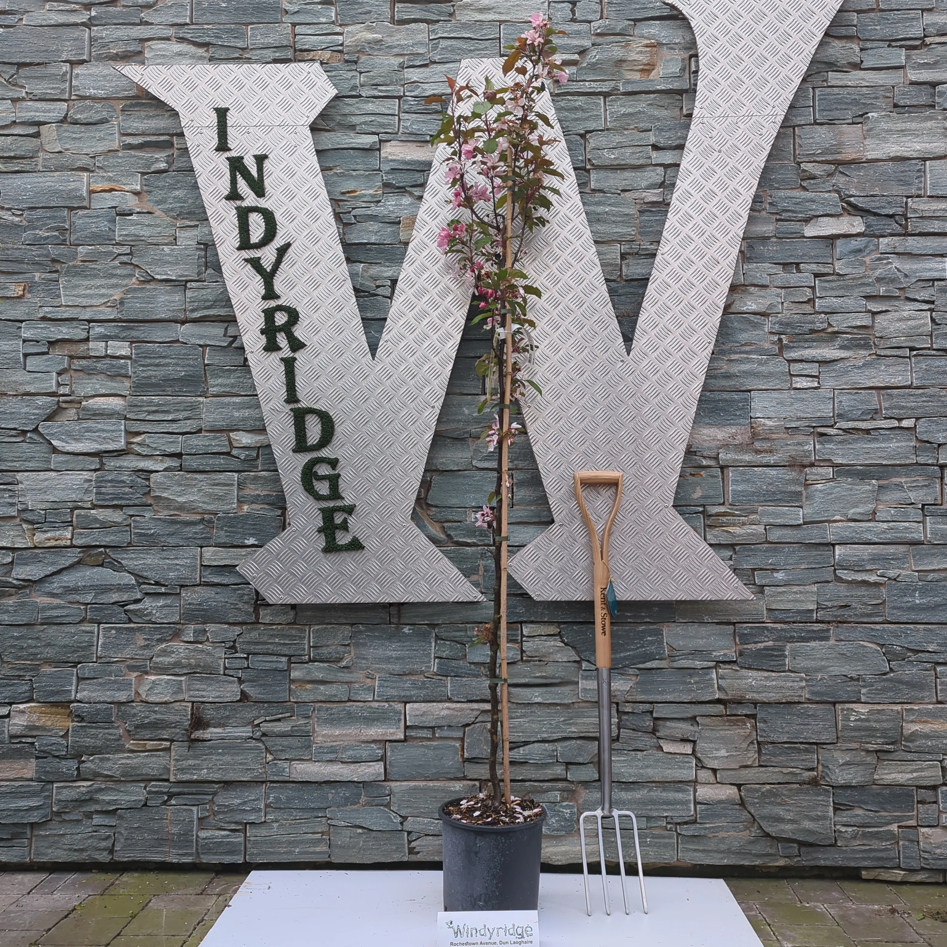 Malus Obelisk - Image 3