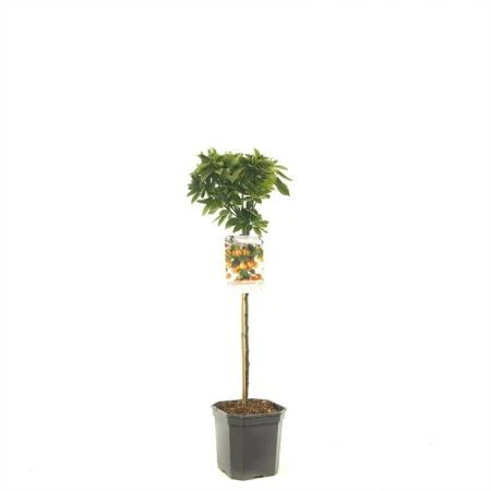 Malus PomZai 60 CM Stem