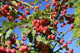 MALUS RED SENTINEL - Image 4