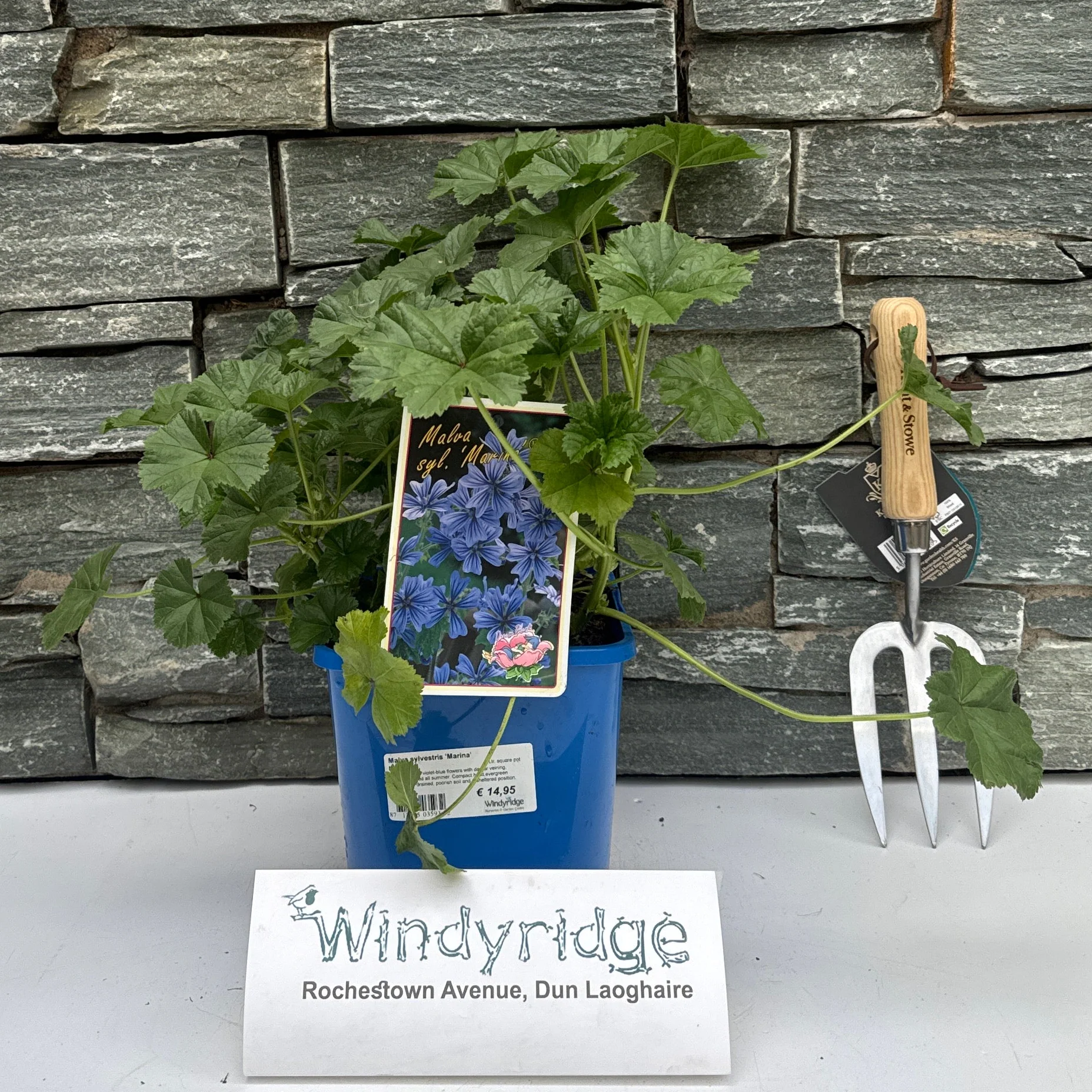 Malva sylvestris 'Marina' 3 Ltr, square pot