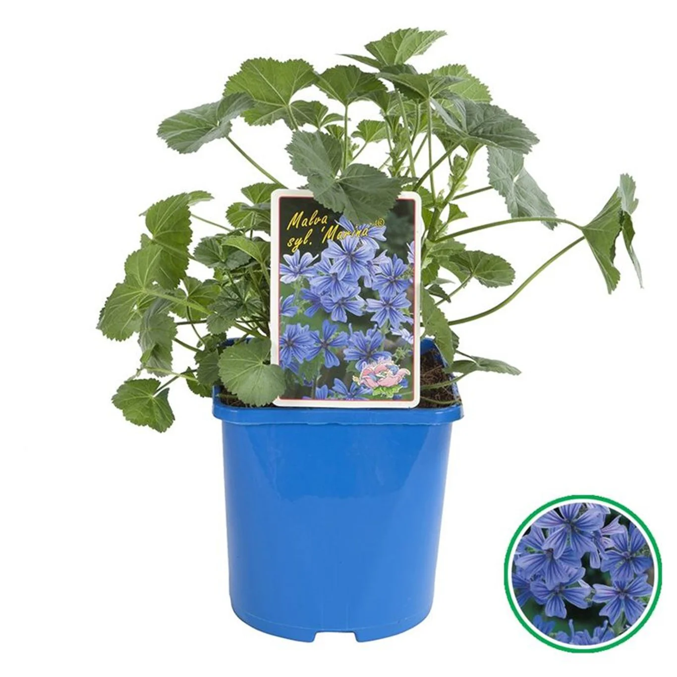 Malva sylvestris 'Marina' 3 Ltr, square pot - Image 2