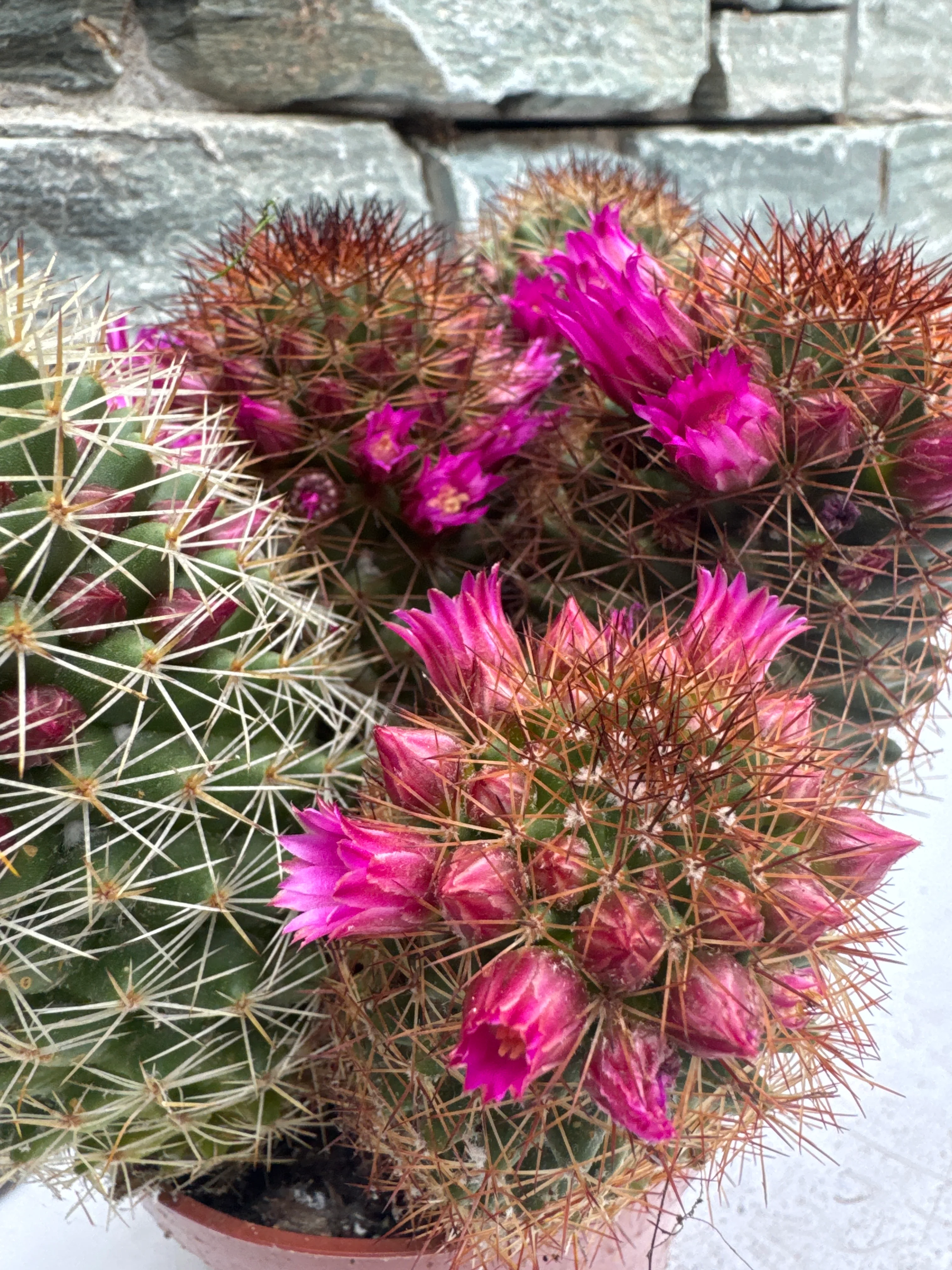 Mammillaria ernestii - Image 2