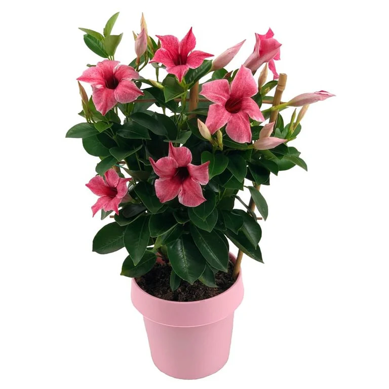 Mandevilla Sundaville Flamingo Pink P14 clr. pot trellis