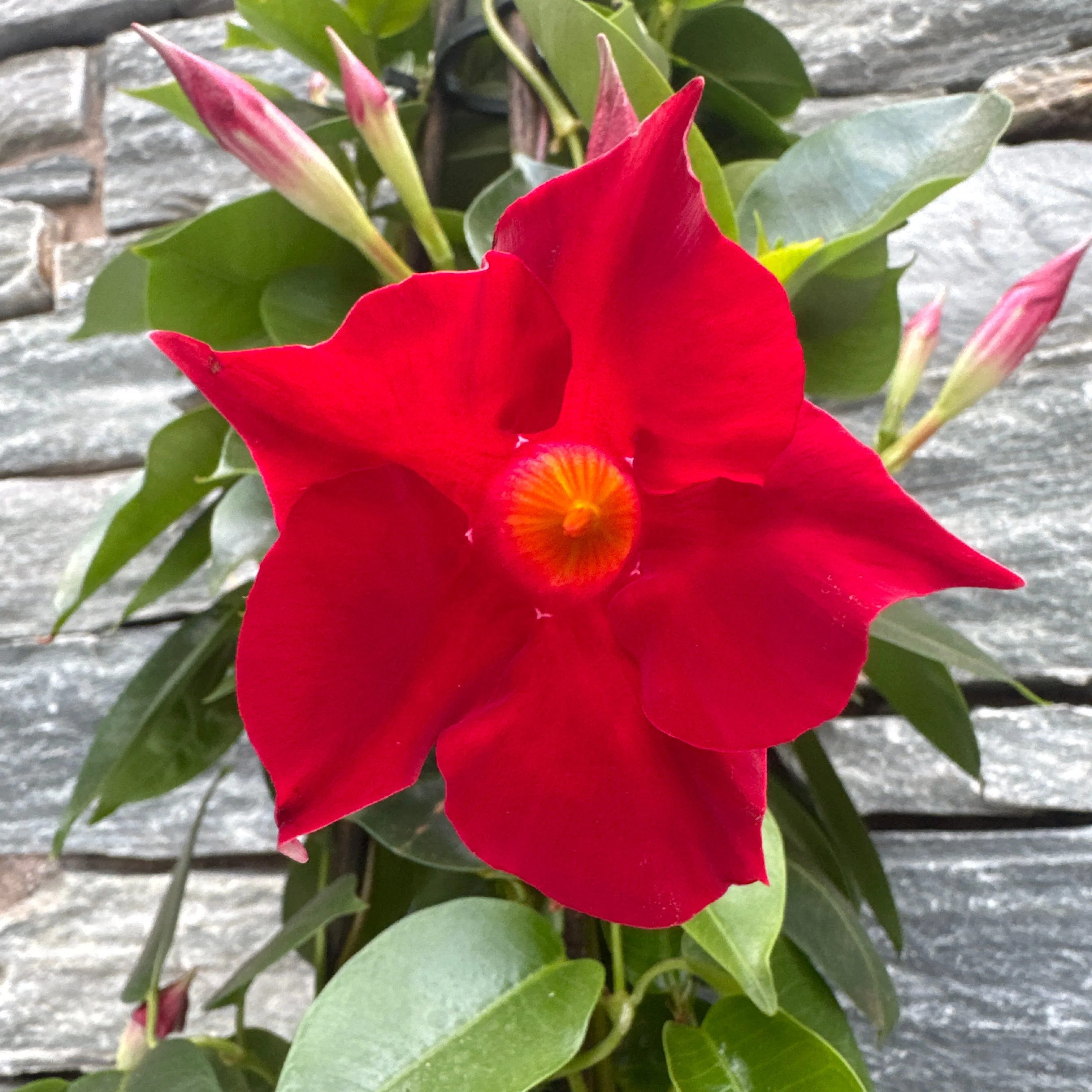 Mandevilla Sundaville Red  P19 - 3 cane pyr - Image 2