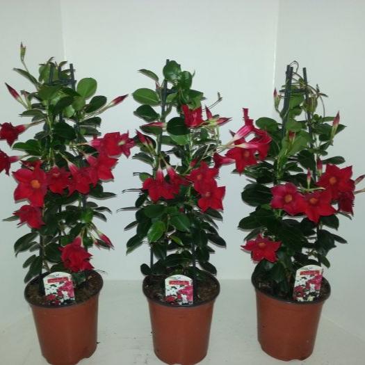 Mandevilla Sundaville Red  P19 - 3 cane pyr - Image 3
