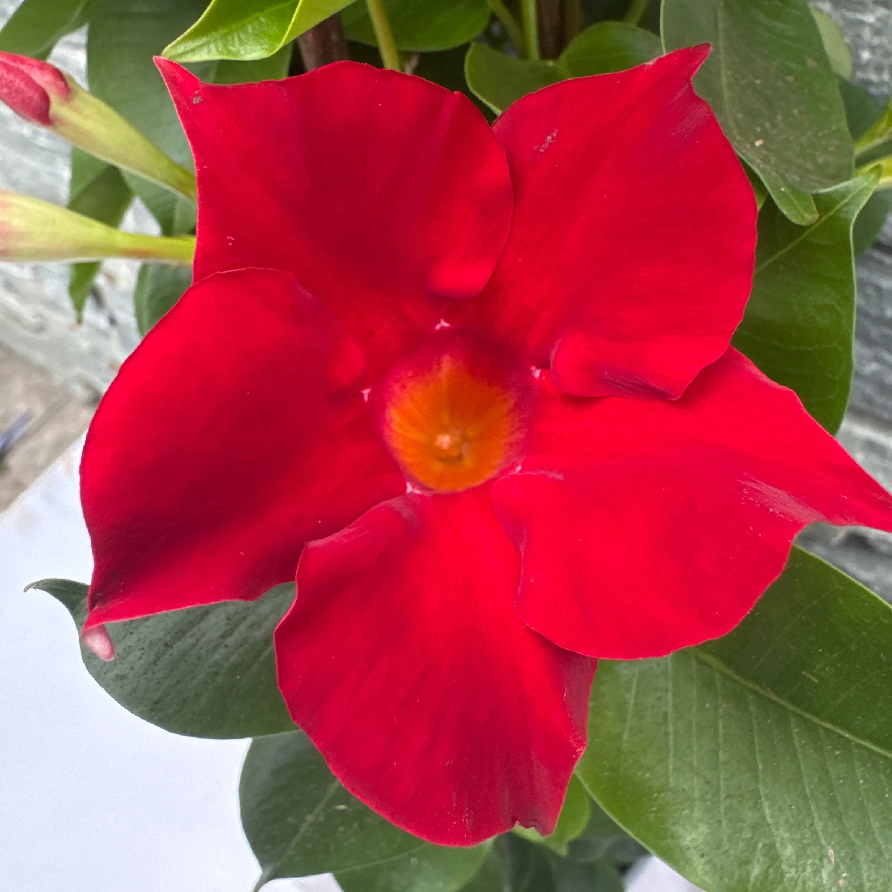 Mandevilla Sundaville Red  P19 - 3 cane pyr - Image 5