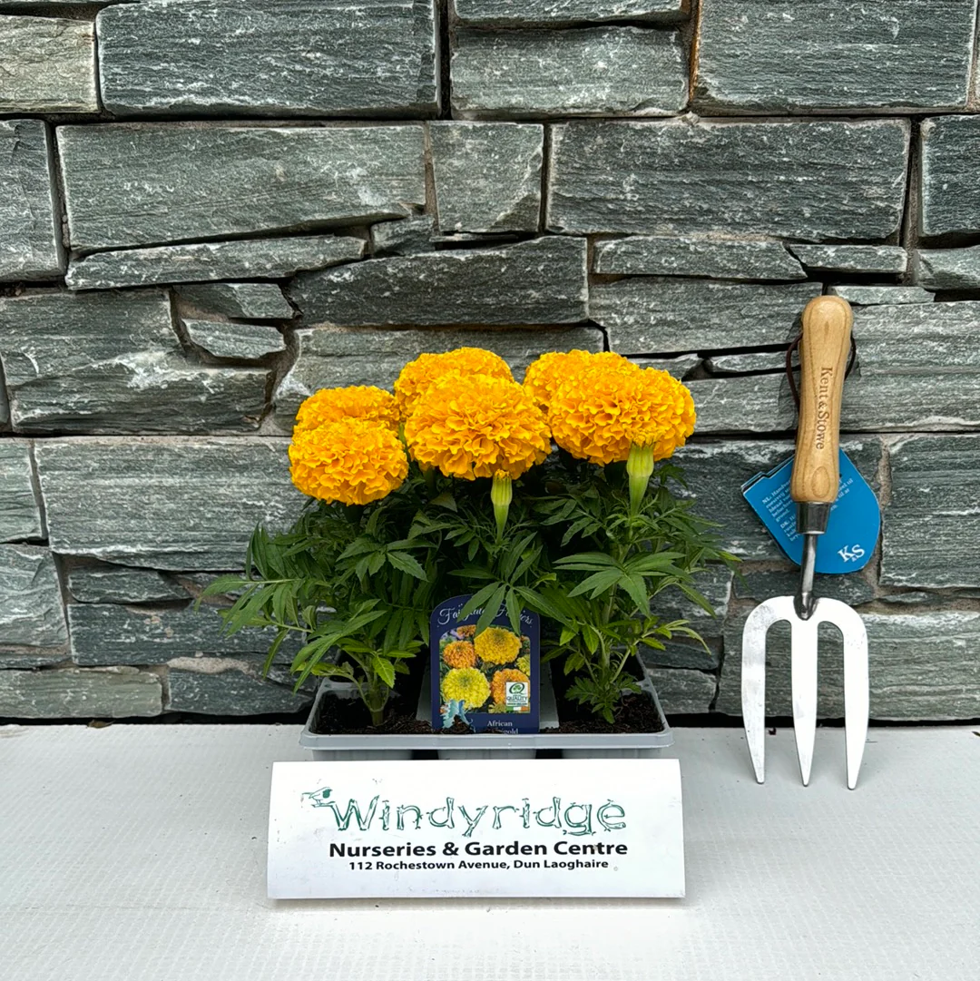 Marigold Pack - Image 4