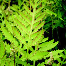 Matteuccia struthiopteris - Image 3