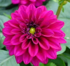 Maxi Dahlia Pink