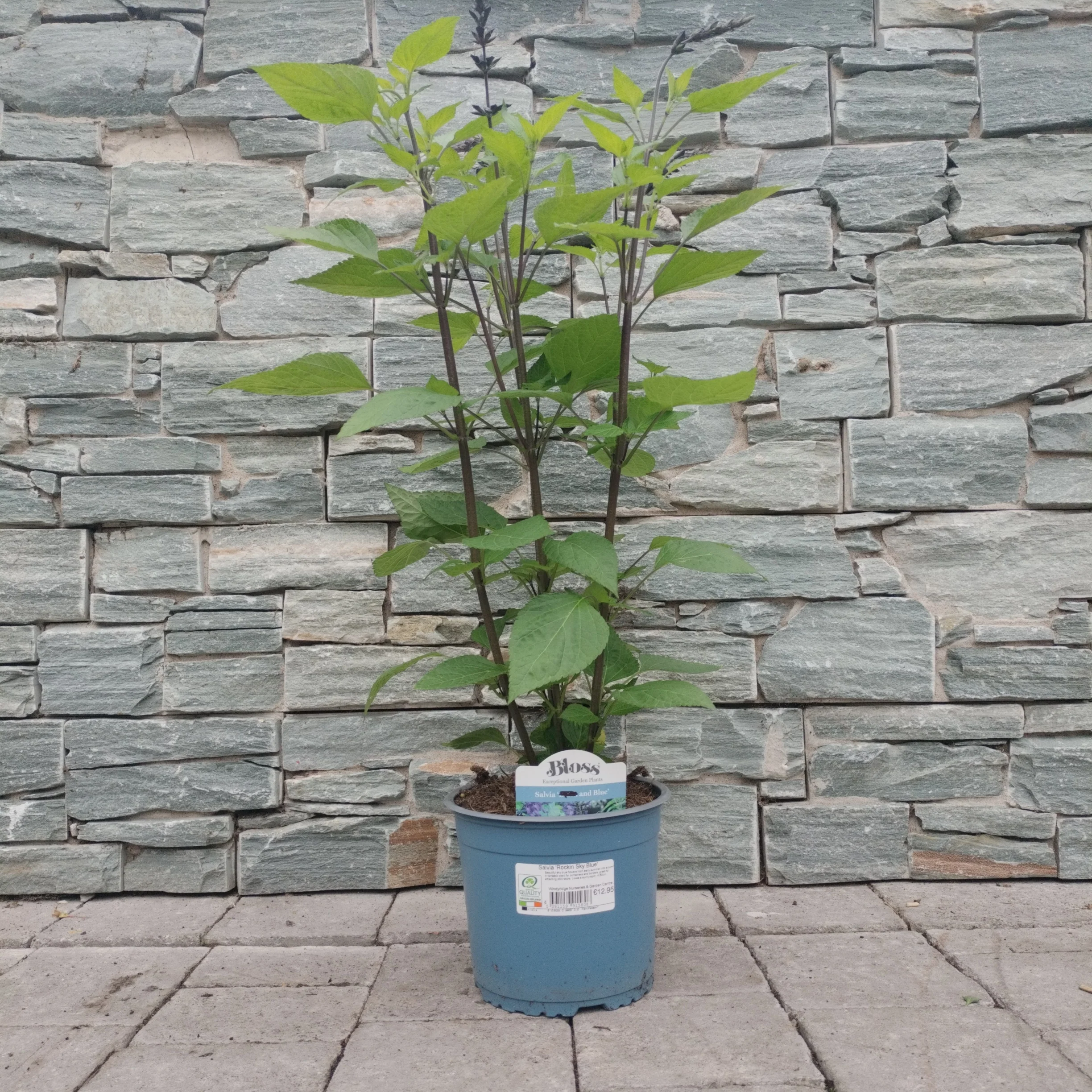 Mealy Blue Sage Salvia Rockin Sky Blue (3Ltr Pot) - Image 3