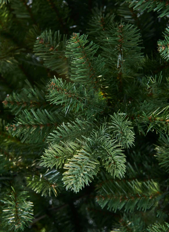 MERRIVALE FIR - 7.5ft Tree - Image 2