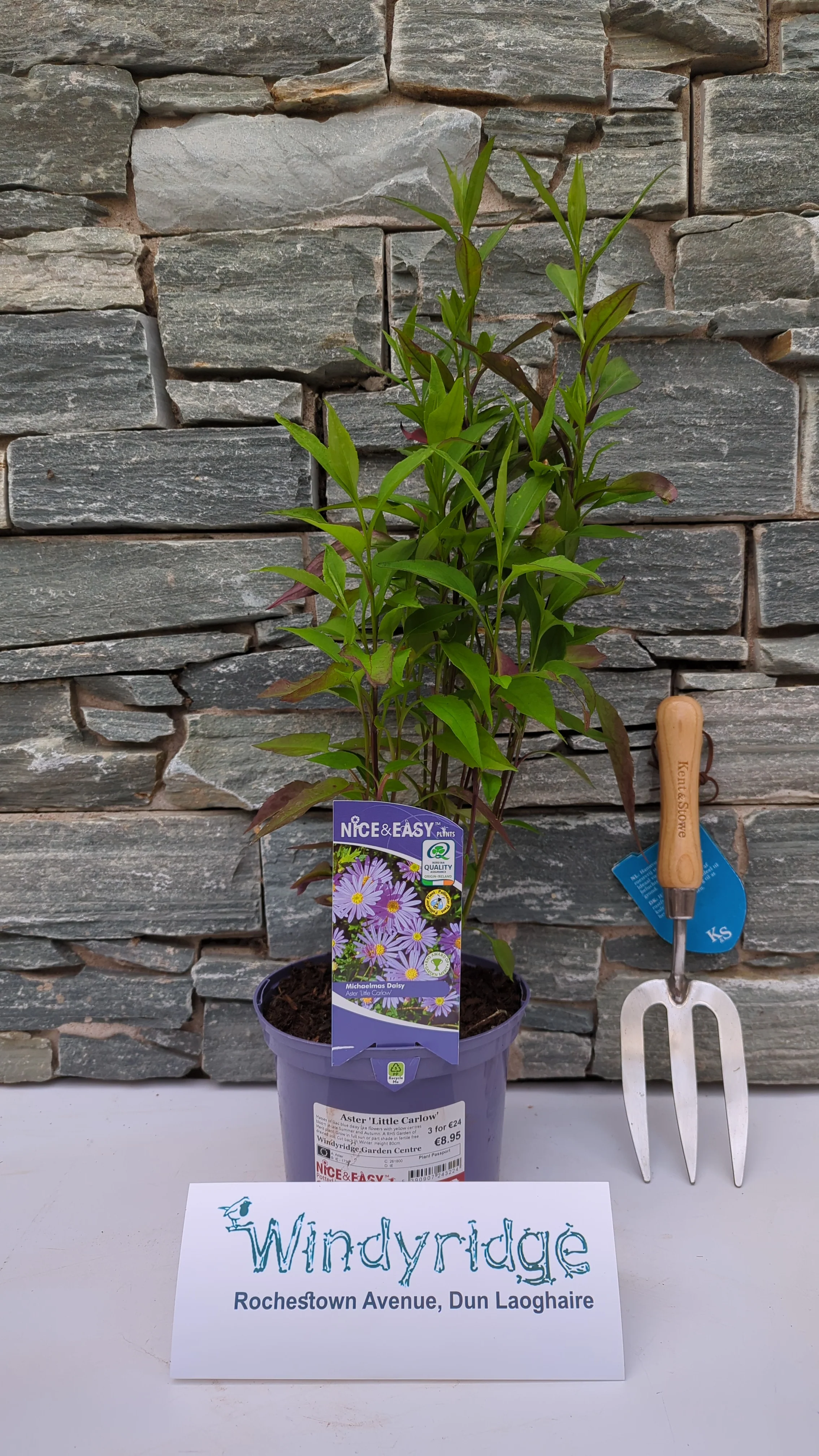 Michaelmas Daisy Aster Little Carlow (2Ltr Pot)