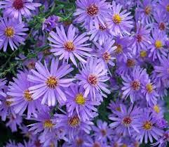Michaelmas Daisy Aster Little Carlow (2Ltr Pot) - Image 2