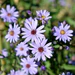 Michaelmas Daisy Aster Little Carlow (2Ltr Pot) - Image 3