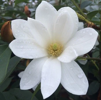 Michelia Fairy Magnolia White