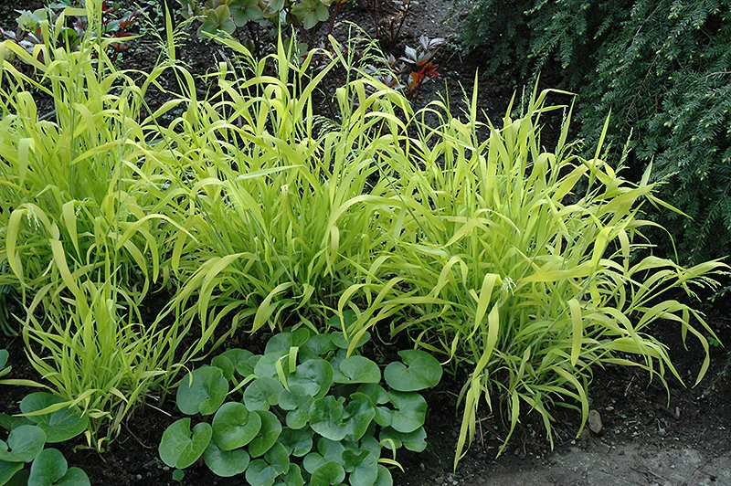 Millium effusum Aureum