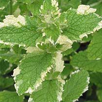 Mint Apple - Image 2