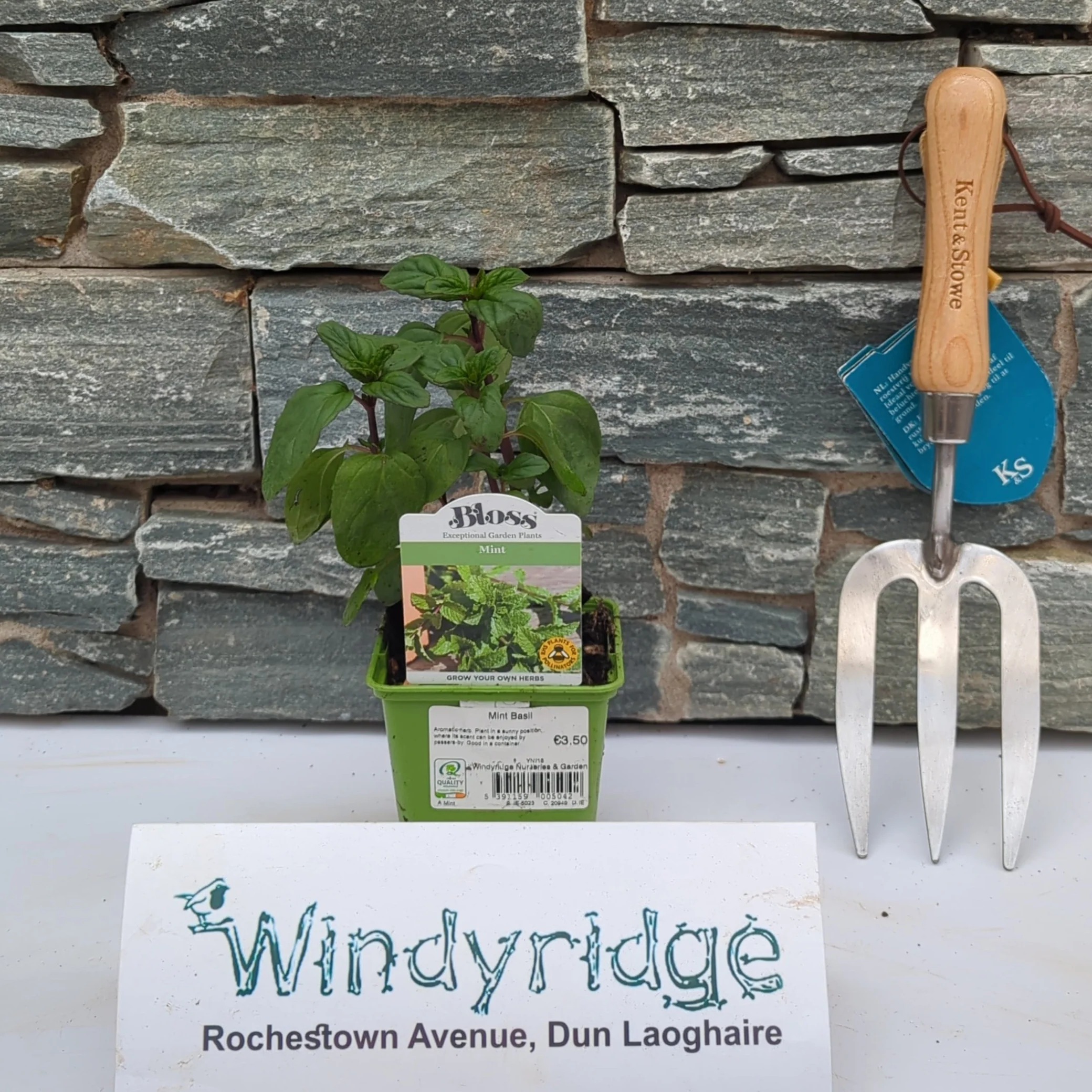 Mint Basil 9cm