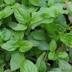 Mint Basil 9cm - Image 2