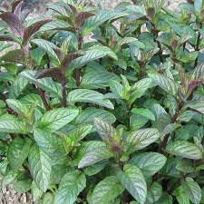 Mint 'Chocolate' - Image 2