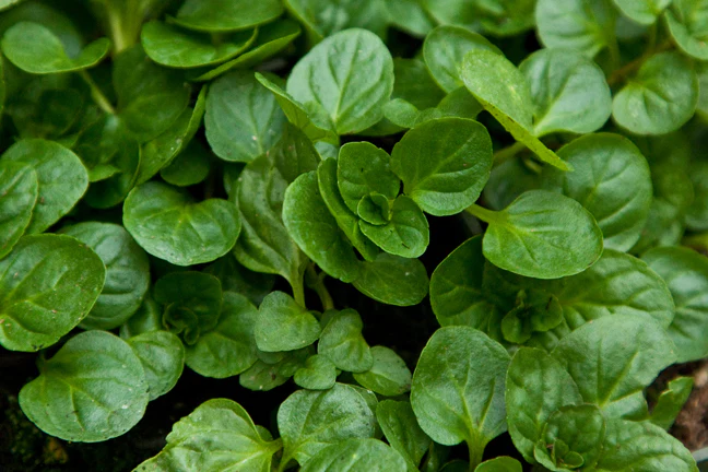 Mint  Eau de Cologne - Image 2