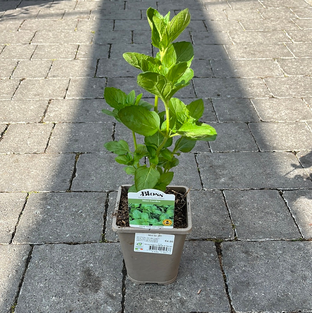 Mint Garden - Image 2