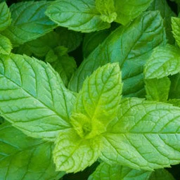 Mint Garden - Image 2
