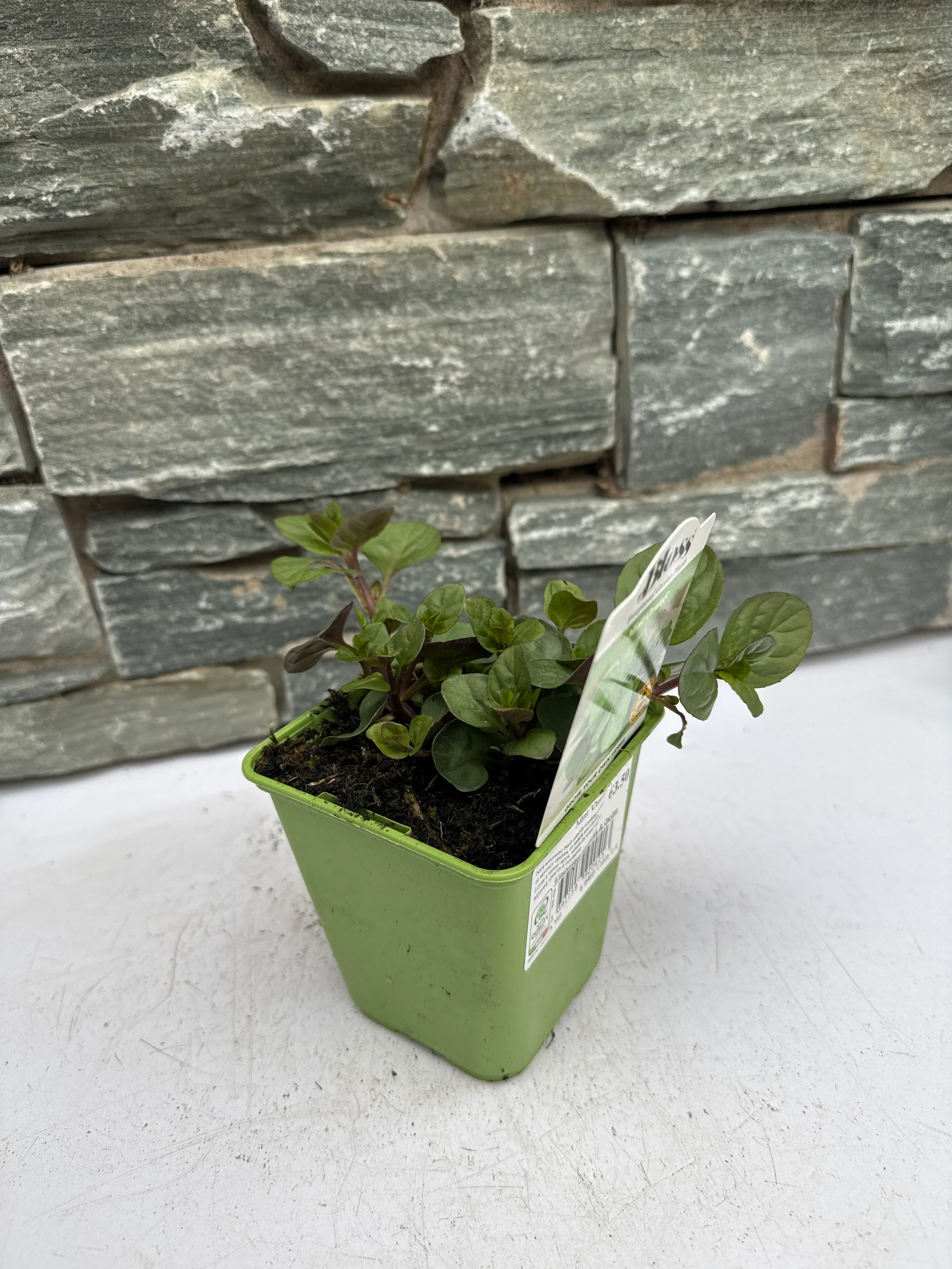 Mint Orange - Image 2
