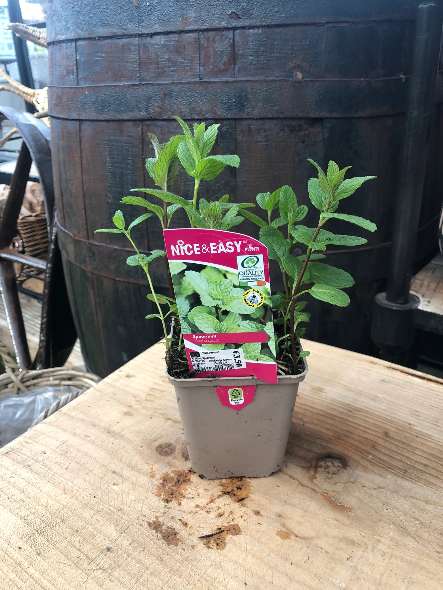 Mint, Spearmint - Image 2
