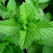 Mint, Spearmint - Image 3
