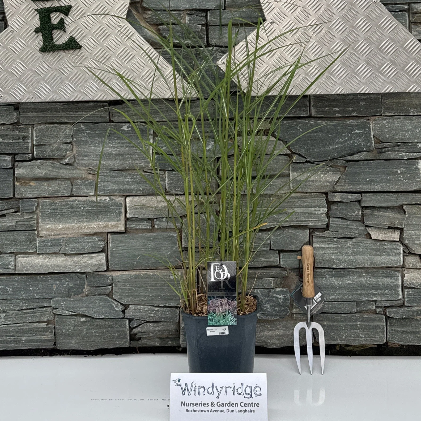 Miscanthus Ferner Osten