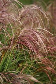 Miscanthus Red Cloud