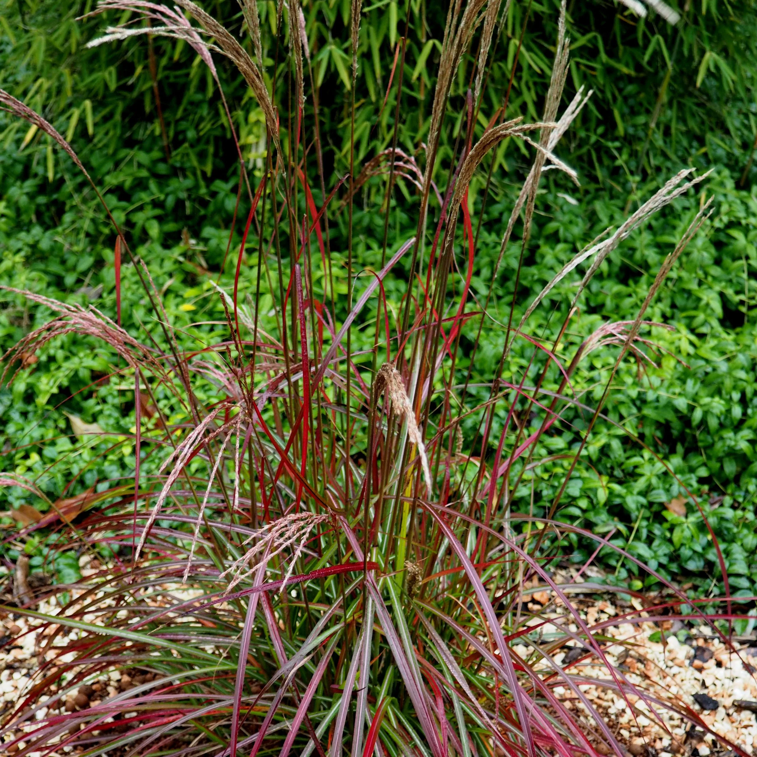 Miscanthus Ruby Cute - Image 2