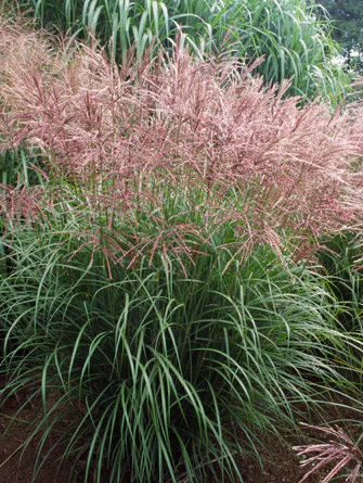 Miscanthus sin. Ferner Osten