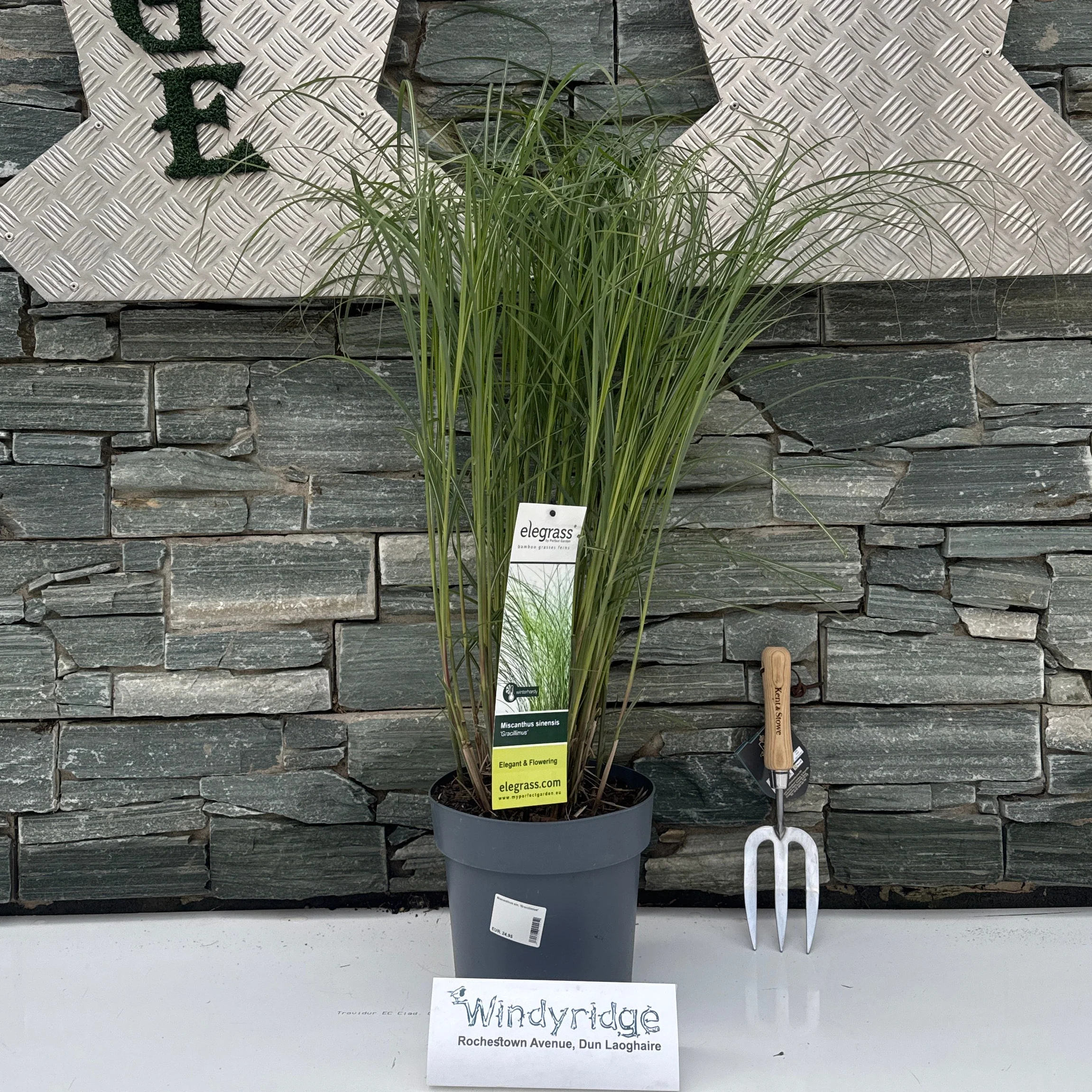 Miscanthus sin. 'Gracillimus' 50-70 cm.