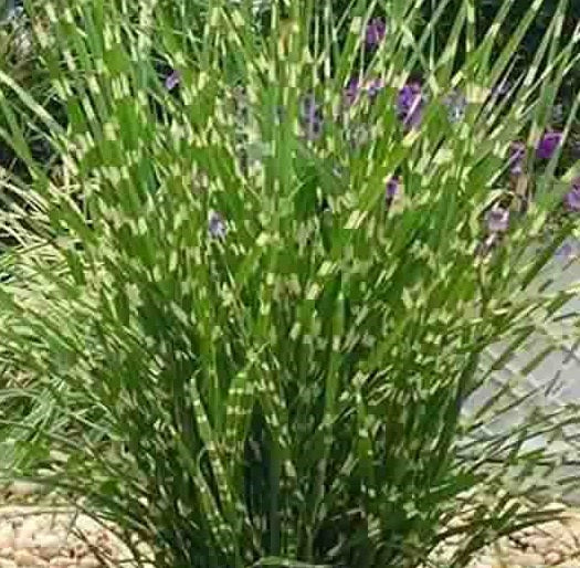 Miscanthus sin. Little Zebra