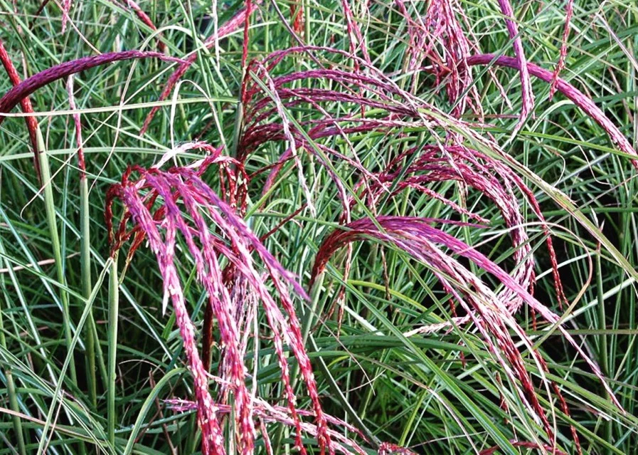 MISCANTHUS sin. Pink Cloud