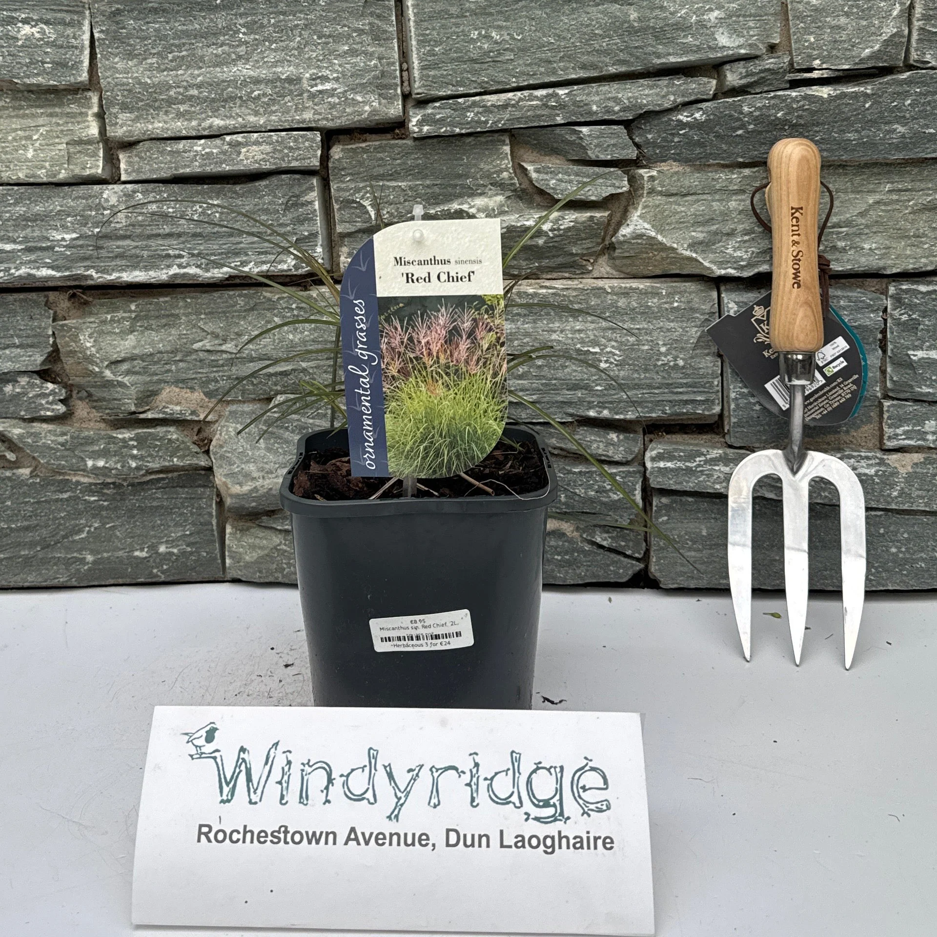 Miscanthus sin. Red Chief  2L, square pot