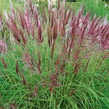 Miscanthus sin. Red Chief  2L, square pot - Image 3