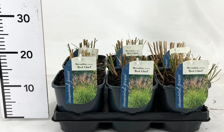 Miscanthus sin. Red Chief  2L, square pot - Image 4