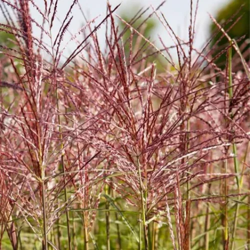 Miscanthus sin. Red Chief - Image 3