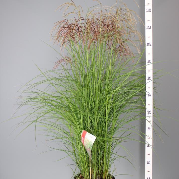 Miscanthus sin. Red Cloud - Image 2