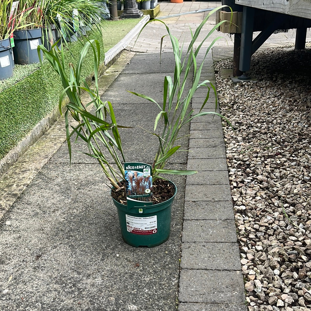 Miscanthus sin. Silberfeder - Image 2