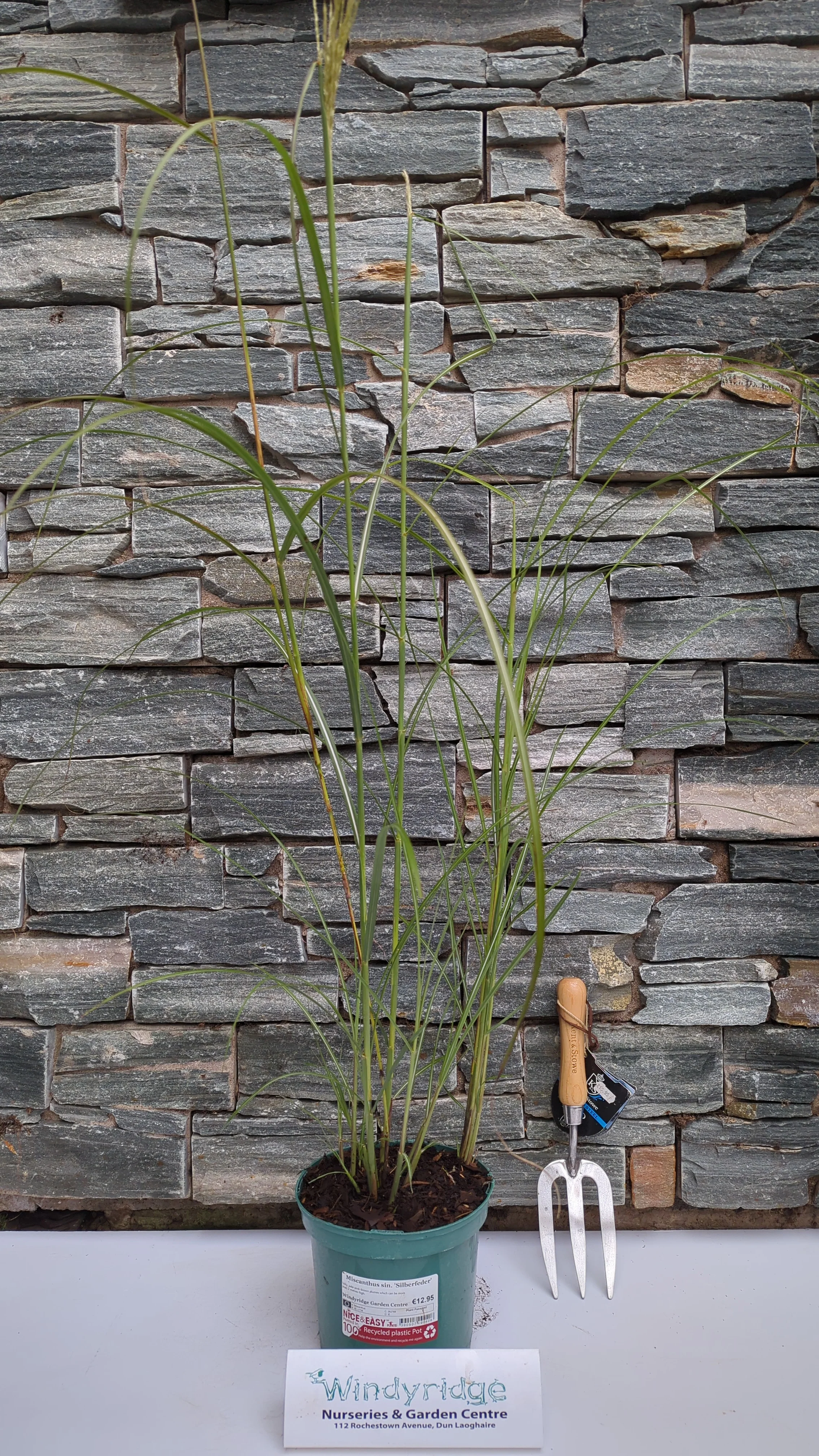 Miscanthus sin. Silberfeder - Image 3