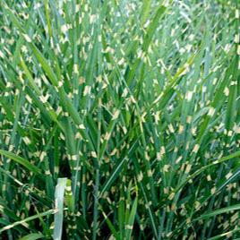 Miscanthus sin. Strictus - Image 3